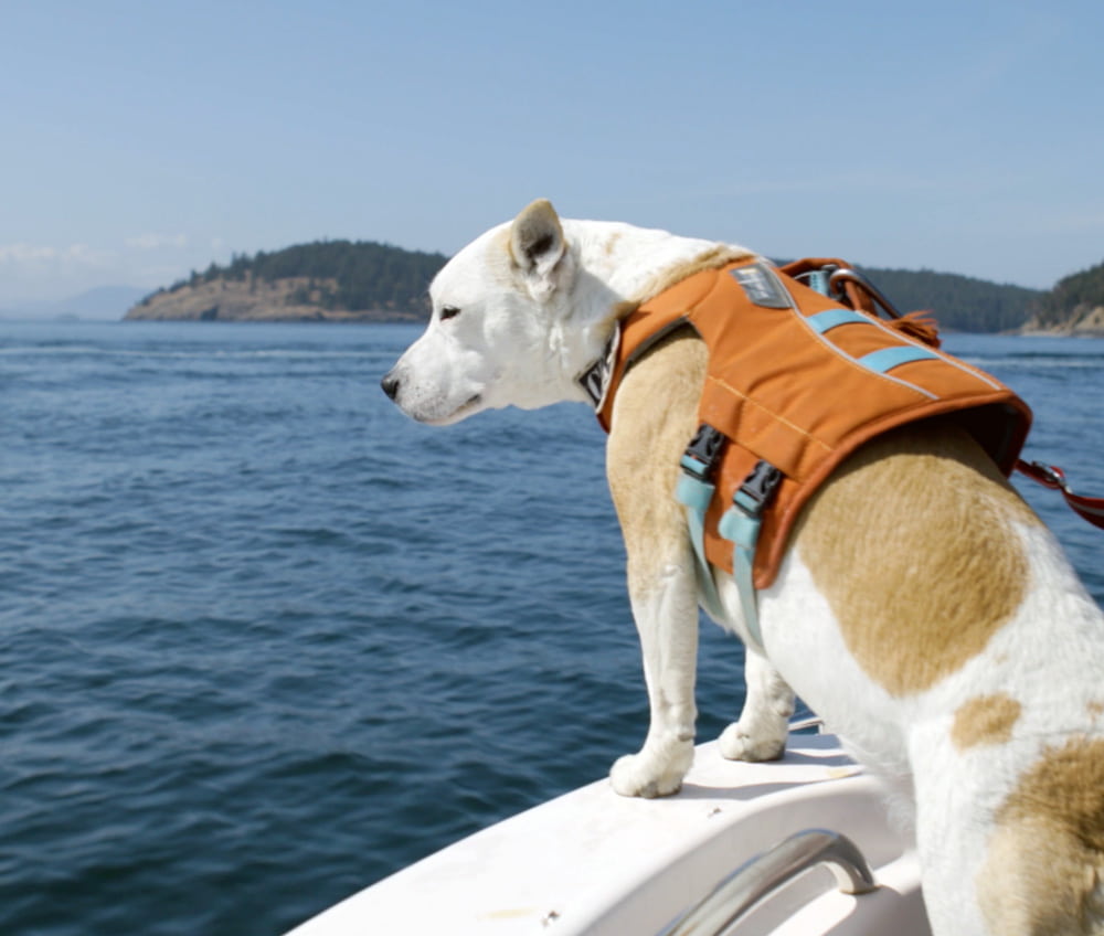 A white dog with brown spots, wearing an orange life vest, standing on the edge of a boat looking out over the water.