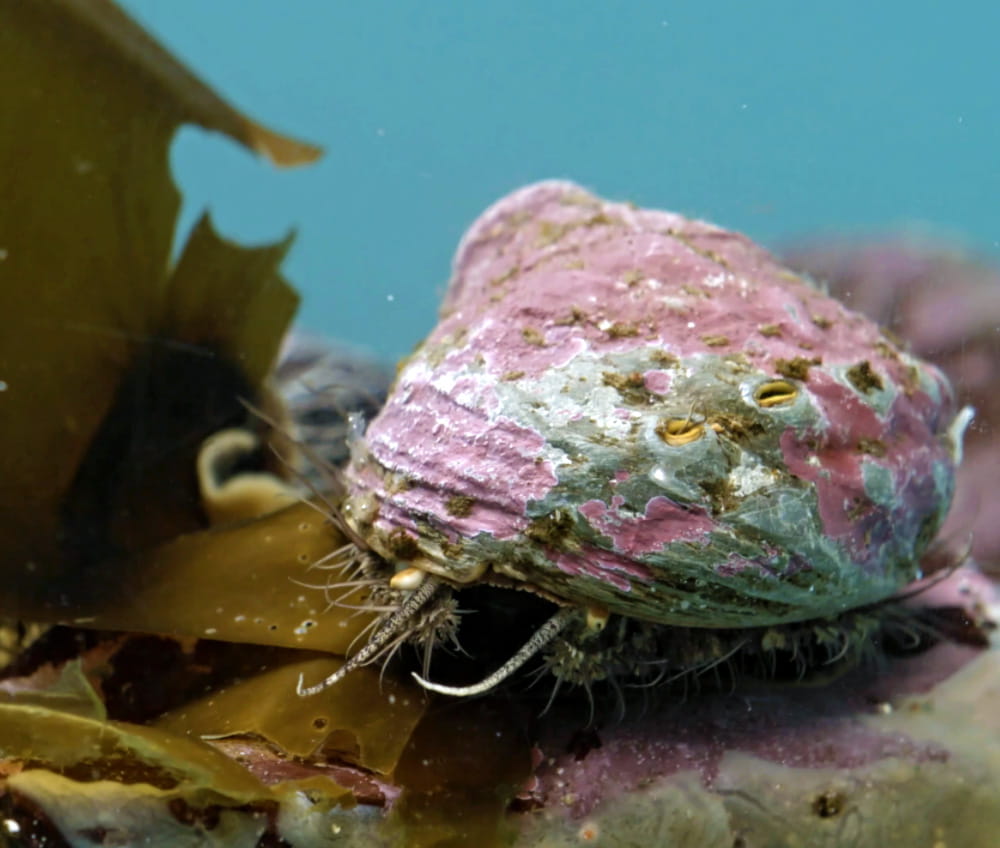 A pinto abalone with a pink colored shell, underwater, eating a piece of green kelp.