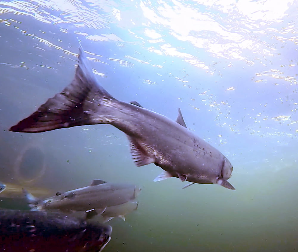 Two large adult salmon seen from underwater swimming up river away from the camera.